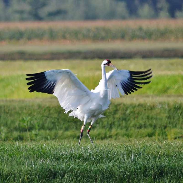 Whooping Crane Festival Princeton, Wisconsin Chamber of Commerce