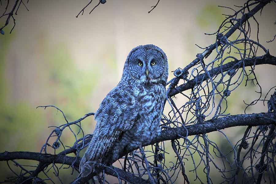 Birding - Princeton, Wisconsin Chamber of Commerce | Worlds Greatest ...