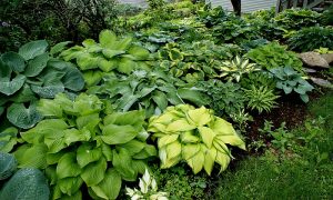 Elim Hosta Gardens Open Garden @ Elim Hosta Gardens