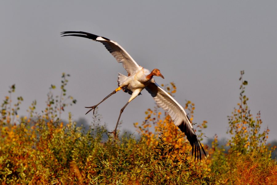 Whooping Crane Festival Princeton, Wisconsin Chamber of Commerce