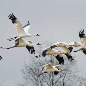 WI Wild Bird Art Due Today @ Princeton Public Library