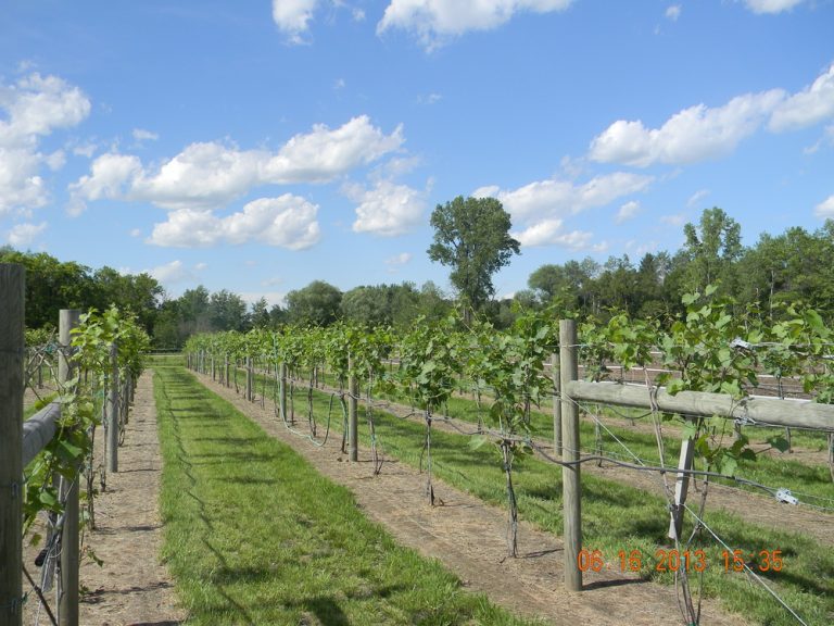 DINE Princeton, Wisconsin Chamber of Commerce Worlds Greatest Flea